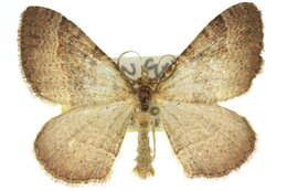 Image of <i>Epyaxa epia</i>