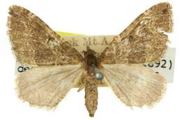 Image of <i>Epyaxa hyperythra</i>