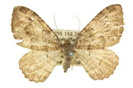 Image of <i>Visiana brujata</i>