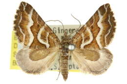 Image of Melitulias leucographa Turner 1922
