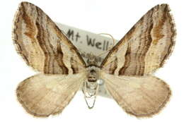 Image of Melitulias oriadelpha Turner 1926