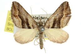 Image of Melitulias glandulata Guenée 1858