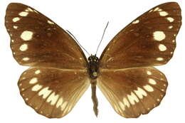 Image of Euploea core Cramer 1780