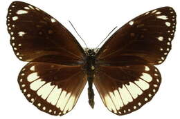 Image of Euploea alcathoe Godart 1819