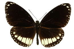 Image of Euploea alcathoe Godart 1819