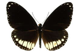 Image of Euploea alcathoe Godart 1819