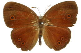 Image of cedar bush-brown