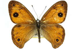 Image of Hypocysta euphemia Westwood (1851)