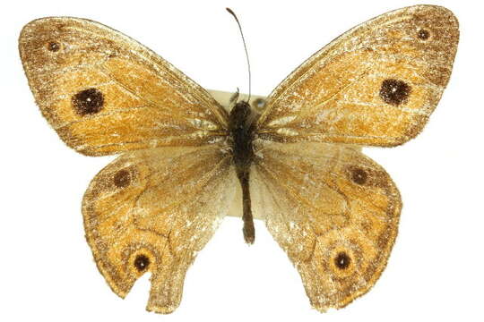 Image of Hypocysta euphemia Westwood (1851)