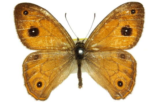 Image of Hypocysta euphemia Westwood (1851)