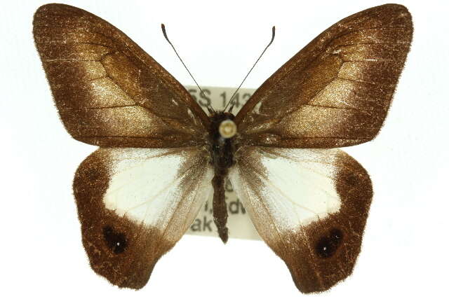 Image of Hypocysta angustata Waterhouse & Lyell 1914