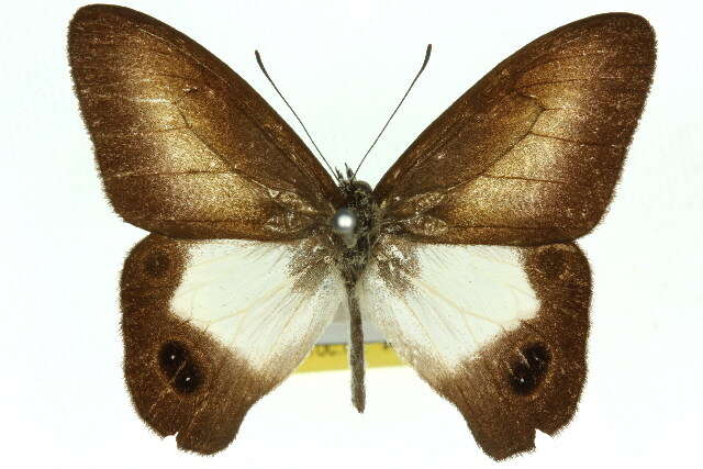 Image of Hypocysta angustata Waterhouse & Lyell 1914