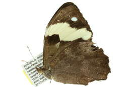 Heteronympha mirifica Butler 1866的圖片