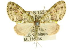 Image of Tympanota perophora Turner 1922