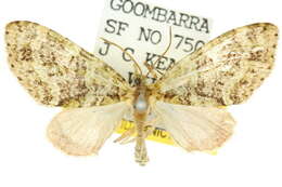 Image of Tympanota perophora Turner 1922