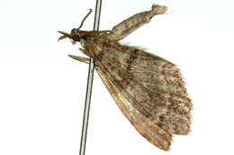 Image of Tympanota perophora podocarpi Dugdale 1980