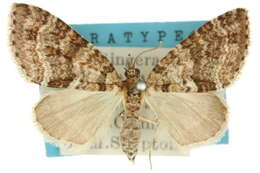 Image of Tympanota perophora podocarpi Dugdale 1980