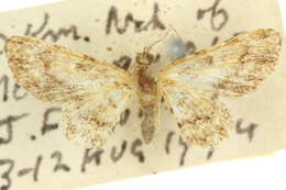 Image of Gymnoscelis delocyma Turner 1904