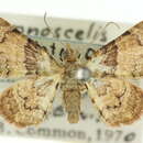 Image of Gymnoscelis subrufata Warren 1898