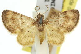 صورة Symmimetis sylvatica