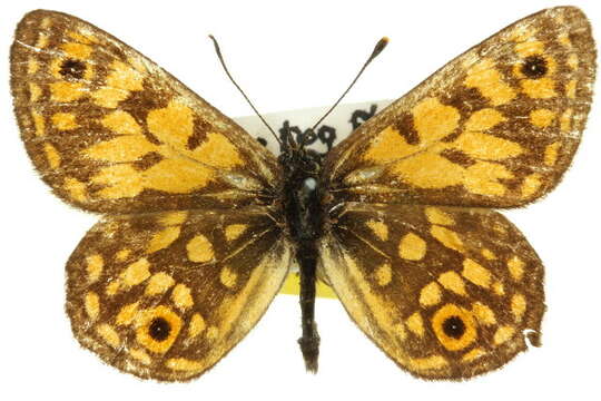 Imagem de <i>Oreixenica orichora</i>