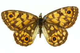 Imagem de <i>Oreixenica orichora</i>