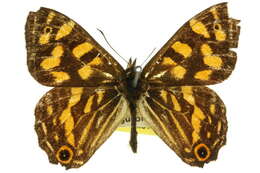 Image of <i>Oreixenica kershawi</i>