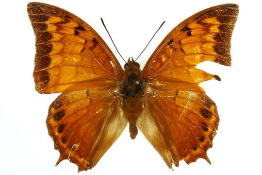 Image of Charaxes latona Butler 1865