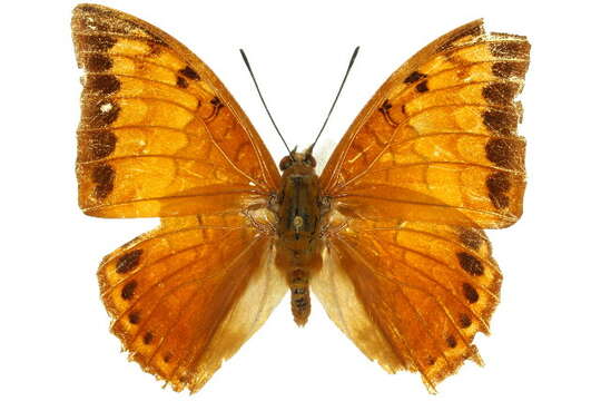 Image of Charaxes latona Butler 1865