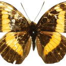 Image of <i>Lexias aeropa</i>