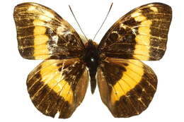 Image of <i>Lexias aeropa</i>