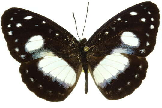 Image of Pantoporia venilia Linnaeus 1758