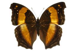 Image of Yoma sabina Cramer 1782