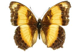 Image of Yoma sabina Cramer 1782