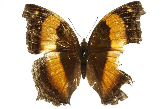 Image of Yoma sabina Cramer 1782