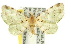 Image of Aepylopha thalassia Turner 1942