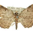 Image of Collix multifilata Warren 1896