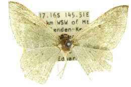 Image of Poecilasthena phaeodryas Turner 1931