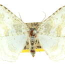 Image of Poecilasthena sthenommata Turner 1922