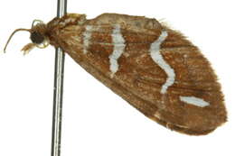 Image of Chaetolopha niphosticha Turner 1907