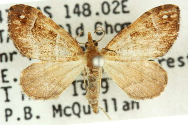 صورة Chaetolopha emporias Turner 1904