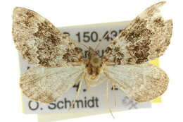 صورة Chaetolopha decipiens Butler 1888