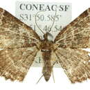 Image of Scotocyma transfixa Turner 1931