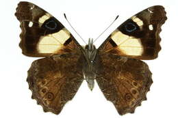 Image of <i>Vanessa itea</i>