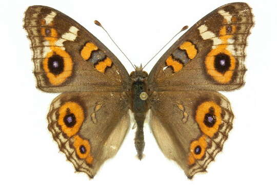 Image of Meadow Argus