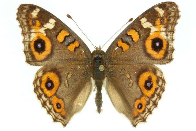 Image of Meadow Argus