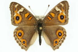 Image of Meadow Argus