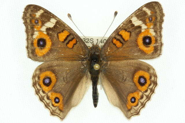 Image of Meadow Argus