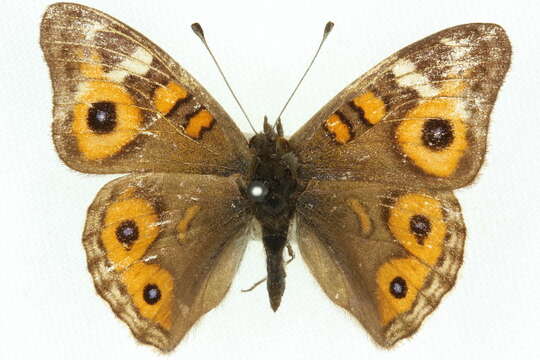 Image of Meadow Argus