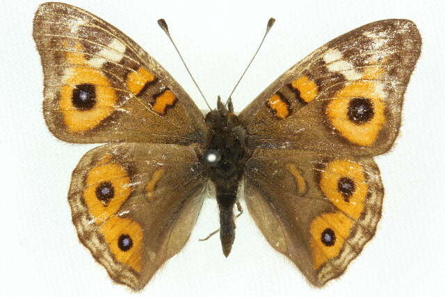 Image of Meadow Argus